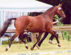 Kalmar (4-years old)