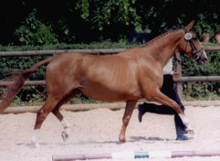 Premium mare Kleo's Double von Kostolany