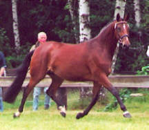 Kalmar (4-years old)