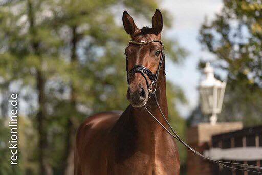 Karakallis - im August 2019 - Trakehner Gestt Hmelschenburg - Foto: Guido Recki