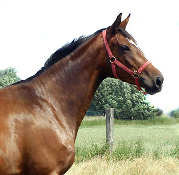 im Juli 2009 Karalina - Trakehner Stutfohlen von Exclusiv u.d. Kassuben v. Enrico Caruso und Natascha, Gestt Hmelschenburg