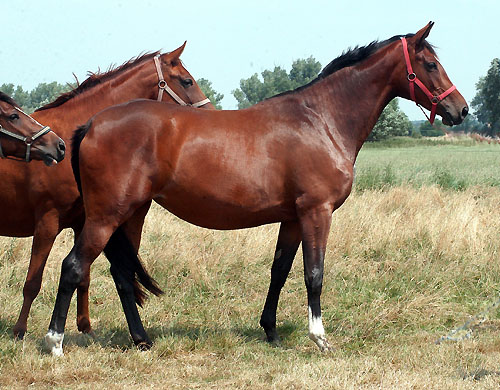 Karalina von Exclusiv - im Juli 2009, Zchter: Trakehner Gestt Hmelschenburg Beate Langels