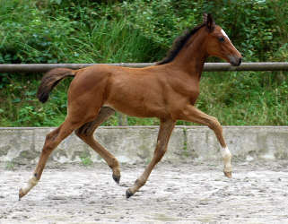 Stutfohlen von Exclusiv - im August 2006, Zchter: Trakehner Gestt Hmelschenburg Beate Langels