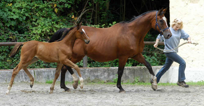 Trakehner Stutfohlen v. Exclusiv u.d. Kassuben v. Enrico Caruso