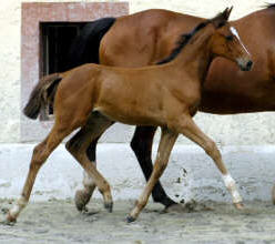 Trakehner Stutfohlen Karalina von Exclusiv und der Elitestute Kassuben von Enrico Caruso - im August 2006 - Gestt Hmelschenburg