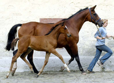 im August 2006 Karalina - Trakehner Stutfohlen von Exclusiv u.d. Kassuben v. Enrico Caruso und Natascha, Gestt Hmelschenburg