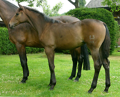 Trakehner Stutfohlen von Summertime u.d. Karisha v. Ostermond, Zchter: Dieter Pothen