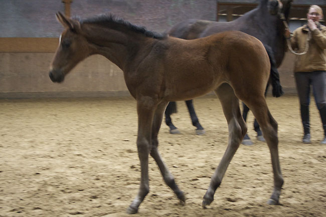 Trakehner Stutfohlen von Summertime u.d. Karisha v. Ostermond, Zchter: Dieter Pothen