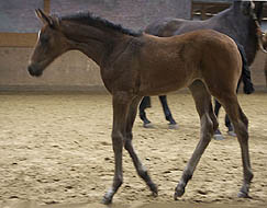 Stutfohlen von Summertime -Ostermond, Zchter: Dieter Pothen, Haltern