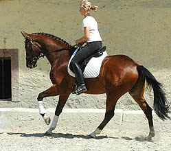 Trakehner Wallach Karas - 3-jhrig