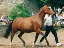 Kassuben von Enrico Caruso