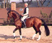 S-Dressage Winner