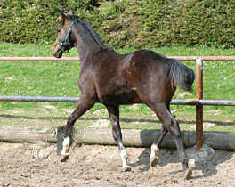 Trakehner Colt by Exclusiv