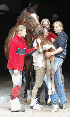 Trakehner Stutfohlen von Exclusiv u.d. Kassuben von Enrico Caruso, Zchter: Trakehner Gestt Hmelschenburg Beate Langels