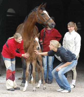 Stutfohlen von Exclusiv - mit Patricia, Christina und Vicki, Zchter: Trakehner Gestt Hmelschenburg Beate Langels