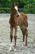 Trakehner Filly by Exclusiv out of Kassuben by Enrico Caruso, Breeder and Owner: Trakehner Gestt Hmelschenburg - Beate Langels