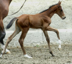 Trakehner Stutfohlen v. Exclusiv