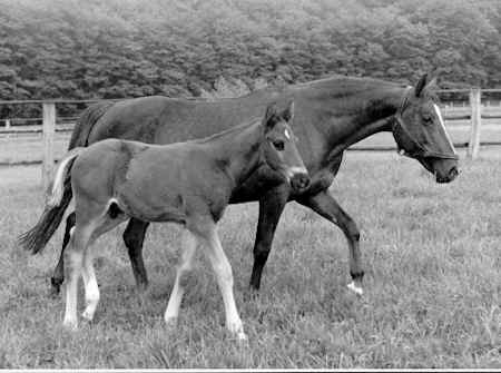 Kassandra von Sporn - fotografiert von Werner Menzendorf 1961 - hier mit Immanuel (Kassim) bei Fu