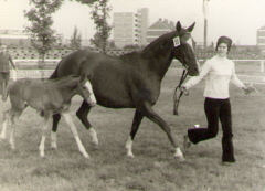 Kassiopeia* v. Impuls - Landesschausiegerin 1972