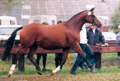 Trakehner Elitestute Kassuben von Enrico Caruso, Zchter und Besitzer: Gestt Hmelschenburg