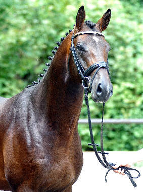 2jhrig im August 2006, Trakehner Hengst Kastelango v. Exclusiv u.d. Kassuben v. Enrico Caruso