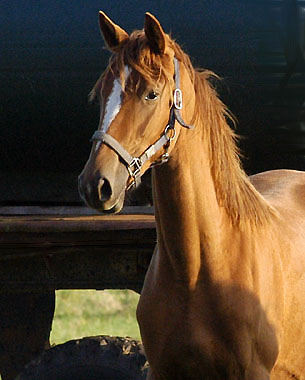 Kavalou - Trakehner Stute von Shavalou u.d. Pr.St. Kalmar v. Exclusiv - 1 Jahr alt