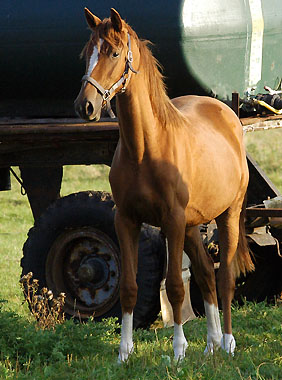 Trakehner Stute von Shavalou u.d. Pr.St. Kalmar v. Exclusiv - 1 Jahr alt