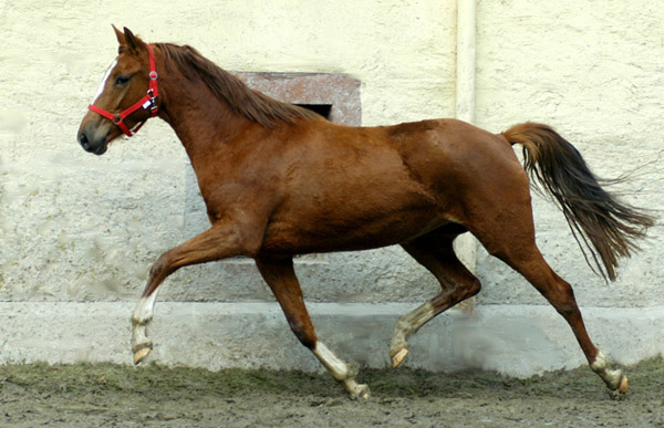 Kavalou v. Shavalou u.d. Elitestute Kalmar v. Exclusiv - Trakehner Gestt Hmelschenburg - Foto: Beate Langels