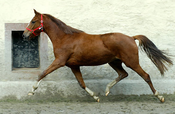 Kavalou v. Shavalou u.d. Elitestute Kalmar v. Exclusiv - Trakehner Gestt Hmelschenburg - Foto: Beate Langels