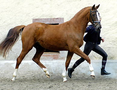 Kavalou v. Shavalou u.d. Elitestute Kalmar v. Exclusiv - Trakehner Gestt Hmelschenburg - Foto: Beate Langels