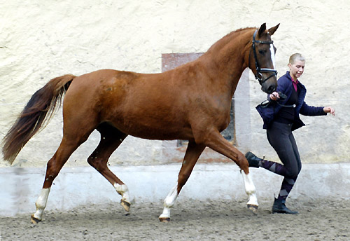 Kavalou v. Shavalou u.d. Elitestute Kalmar v. Exclusiv - Trakehner Gestt Hmelschenburg - Foto: Beate Langels