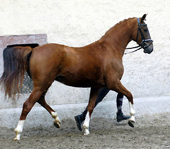 Kavalou v. Shavalou u.d. Elitestute Kalmar v. Exclusiv - Trakehner Gestt Hmelschenburg - Foto: Beate Langels