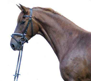 Kavalou - Trakehner Elitestute von Shavalou u.d. Pr.St. Kalmar v. Exclusiv 
