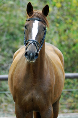 Kavalou v. Shavalou u.d. Elitestute Kalmar v. Exclusiv - Trakehner Gestt Hmelschenburg - Foto: Beate Langels