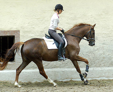 Kavalou v. Shavalou u.d. Elitestute Kalmar v. Exclusiv - Trakehner Gestt Hmelschenburg - Foto: Beate Langels