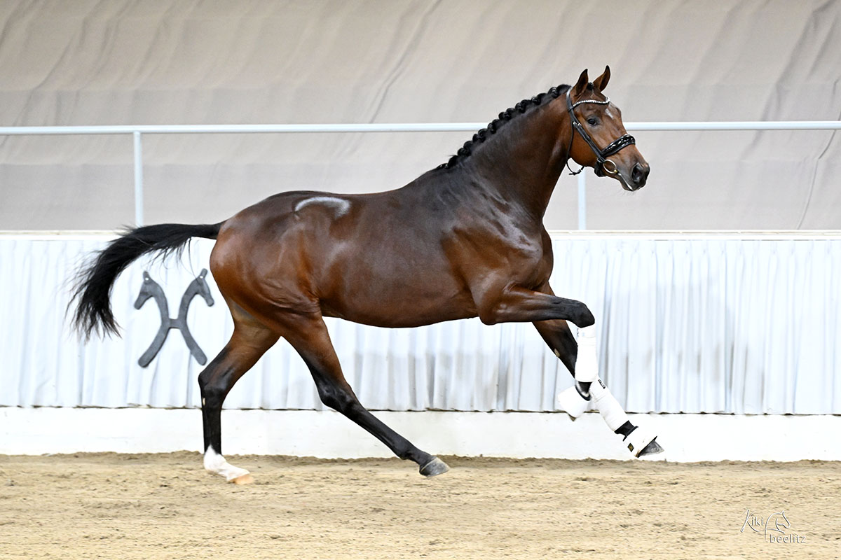 Oldenburger Hengst von Frst Toto u.d. Schwalbenflocke v. Sir Donnerhall I u.d. Schwalbendiva v. Totilas 
Foto Kiki Beelitz - Trakehner Gestt Hmelschenburg - Beate Langels