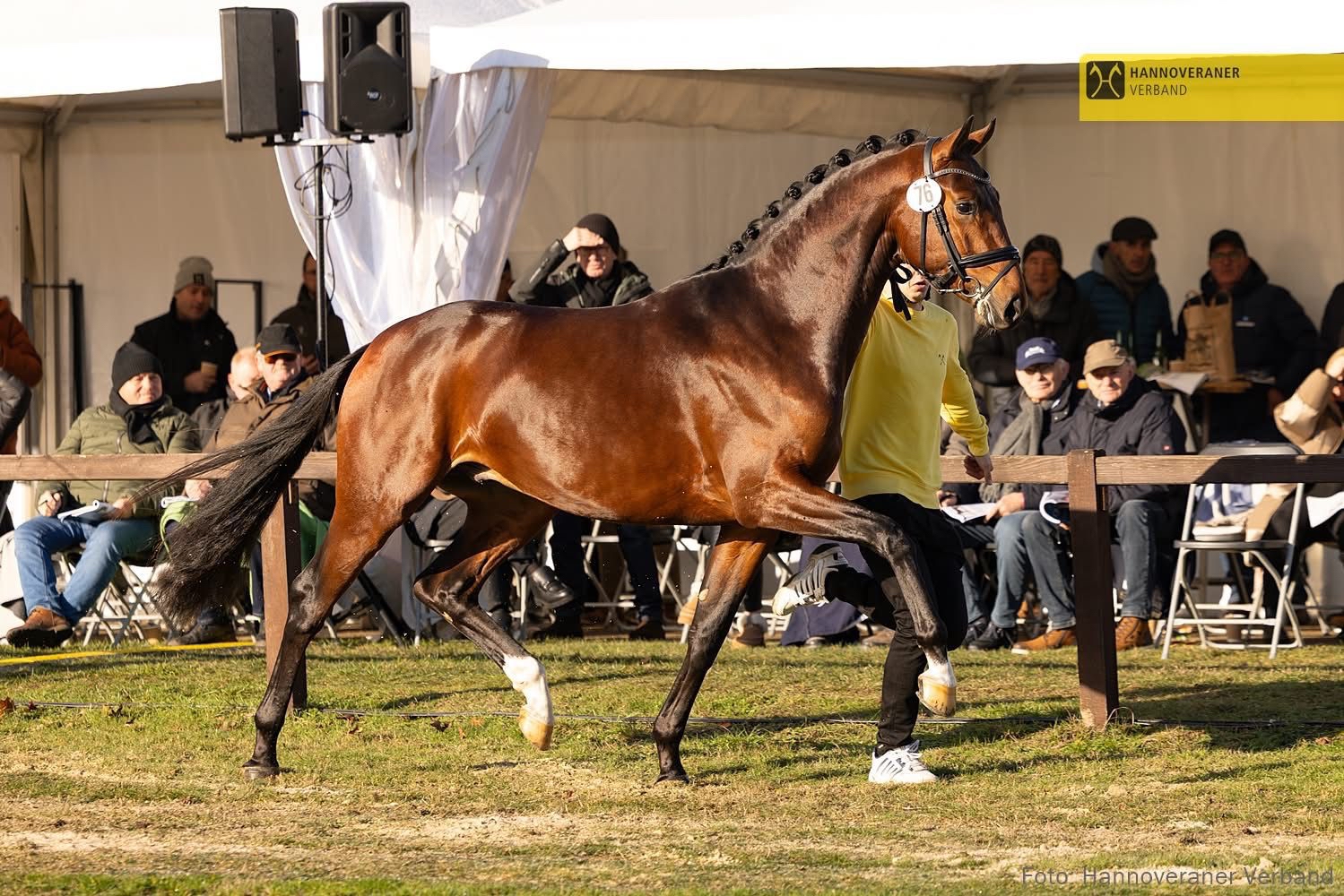 Oldenburger Hengst von F�rst Toto u.d. Schwalbenflocke v. Sir Donnerhall I u.d. Schwalbendiva v. Totilas 
Foto Kiki Beelitz - Trakehner Gest�t H�melschenburg - Beate Langels
