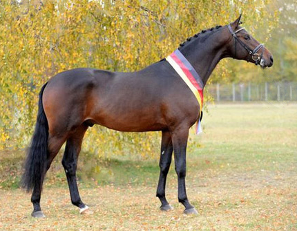 Trakehner Siegerhengst Kentucky