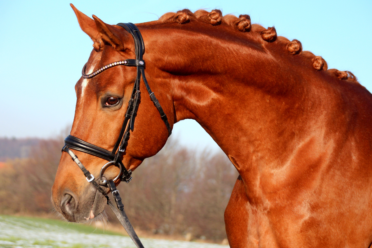 Zauberdeyk von Van Deyk - Friedensfrst - Trakehner Gestt Hmelschenburg  - copyright by Kozian-Fleck