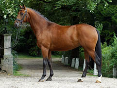 Khedira v. Summertime u.d. Elitestute Kalmar v. Exclusiv