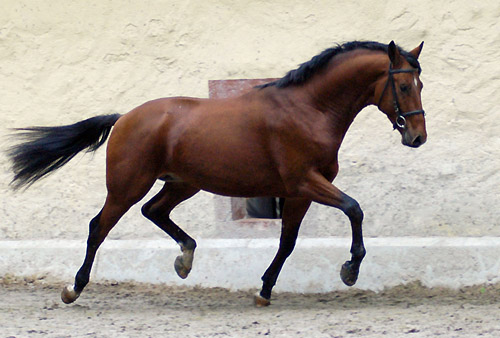 Zweijhriger Hengst Khedira von Summertime u.d. ESt. Kalmar v. Exclusiv - Trakehner Gestt Hmelschenburg - Foto: Beate Langels