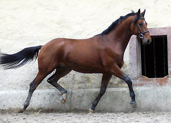 Zweijhriger Hengst Khedira von Summertime u.d. ESt. Kalmar v. Exclusiv - Trakehner Gestt Hmelschenburg - Foto: Beate Langels