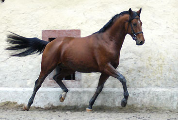 Zweijhriger Hengst Khedira von Summertime u.d. ESt. Kalmar v. Exclusiv - Trakehner Gestt Hmelschenburg - Foto: Beate Langels