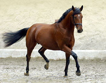 Zweijhriger Hengst Khedira von Summertime u.d. ESt. Kalmar v. Exclusiv - Trakehner Gestt Hmelschenburg - Foto: Beate Langels