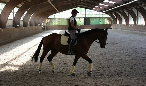 Khedira von Summertime u.d. ESt. Kalmar v. Exclusiv - Trakehner Gestt Hmelschenburg - Foto: Beate Langels