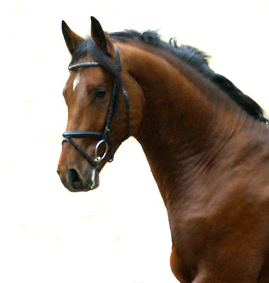 Zweijhriger Hengst Khedira von Summertime u.d. ESt. Kalmar v. Exclusiv - Trakehner Gestt Hmelschenburg - Foto: Beate Langels