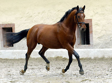 Zweijhriger Hengst Khedira von Summertime u.d. ESt. Kalmar v. Exclusiv - Trakehner Gestt Hmelschenburg - Foto: Beate Langels