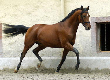 Zweijhriger Hengst Khedira von Summertime u.d. ESt. Kalmar v. Exclusiv - Trakehner Gestt Hmelschenburg - Foto: Beate Langels