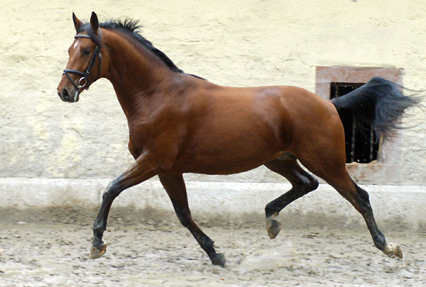 Zweijhriger Hengst Khedira von Summertime u.d. ESt. Kalmar v. Exclusiv - Trakehner Gestt Hmelschenburg - Foto: Beate Langels