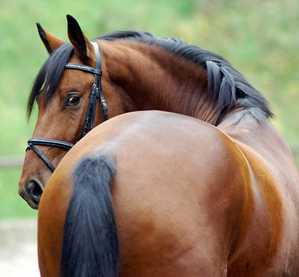 Zweijhriger Hengst Khedira von Summertime u.d. ESt. Kalmar v. Exclusiv - Trakehner Gestt Hmelschenburg - Foto: Beate Langels